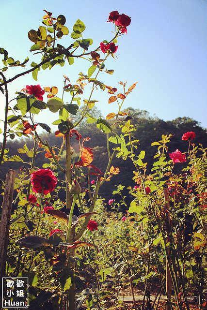 桃園大溪美食 玫瑰山谷 Rose Valley 下午茶 花園 木作訂製 橡木桶家具 瓦妮又在吃