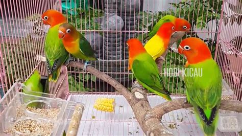 Rumus pembuat racikan pakan konslet 5 : Lovebird Balibu Adalah | Love Bird Indah