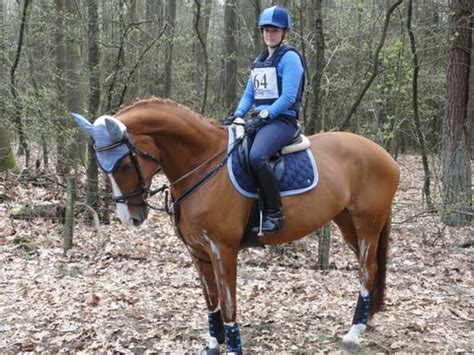 We did not find results for: Setjes ruiter en paard in de sgw • Bokt.nl