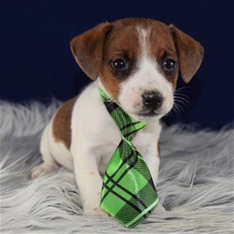 Find norwich terrier puppies and breeders in your area and helpful norwich terrier information. Jack Russell Puppies for Sale in PA | Ridgewood's Jack ...