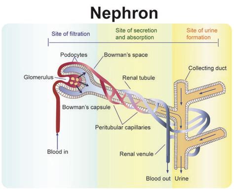 The primary function of the excretory system is to get rid of metabolic wastes, or substances in the body that the body is not able to use, such as carbon. Excretion system of man and excretion process - CGPCS Exam ...