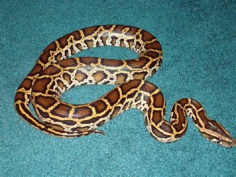Burmese Python Facts And Pictures