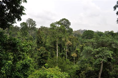 Countless species usually thought of as. Kakum