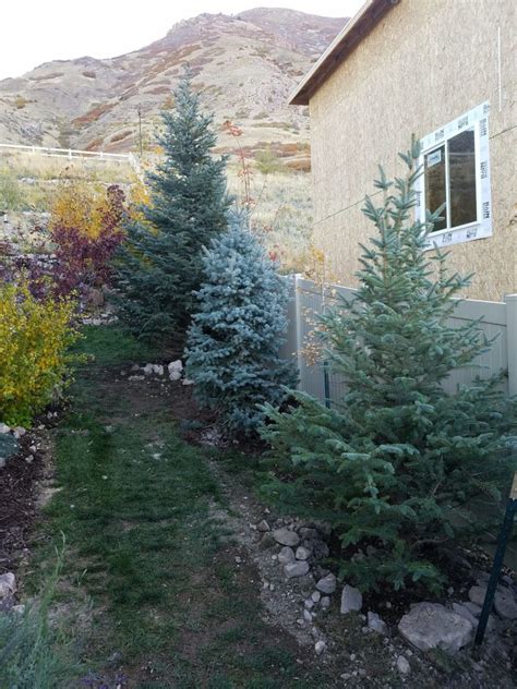 Fast Growing Trees Utah Colorado Blue Spruce