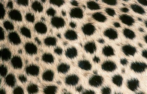 How Many Spots Do Cheetahs Have Advocating Animal Welfare