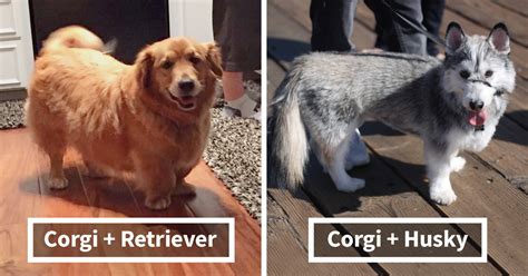 viralitytoday  times corgis mixed   breeds   result  absolutely pawsome
