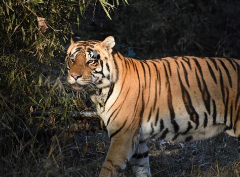 Eye Of The Tiger Why Spotting These Iconic Big Cats In India Has Never