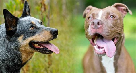 Blue Heeler Pitbull Mix Where Loyalty And Hard Work Collide