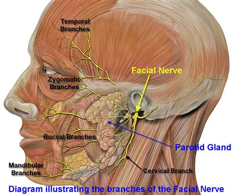 Intraoral transposition of traumatic parotid duct fistula. Salivary gland removal. Causes, symptoms, treatment ...