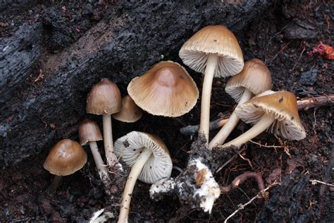 Magic Mushroom Hunting Oregon All Mushroom Info