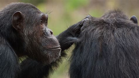 Study Humans Chimps Share Cognitive Connection Nebraska Today