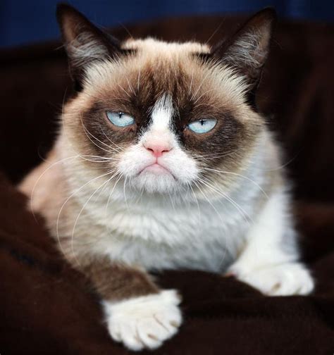 The Official Grumpy Cat Added A New Photo The Official