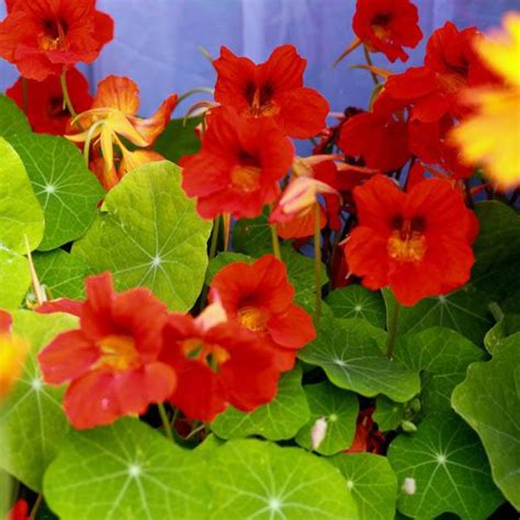 Hundreds of fresh flowers are edible, but only few are widely marketed as food. NASTURTIUM Empress of India - Nasturtium - Australian Seed