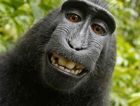 The Monkey ‘selfie Copyright Battle Is Still Going On And Its