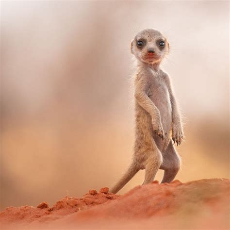 Mark Winckler On Instagram 6 Week Old Meerkat 🌿🤤