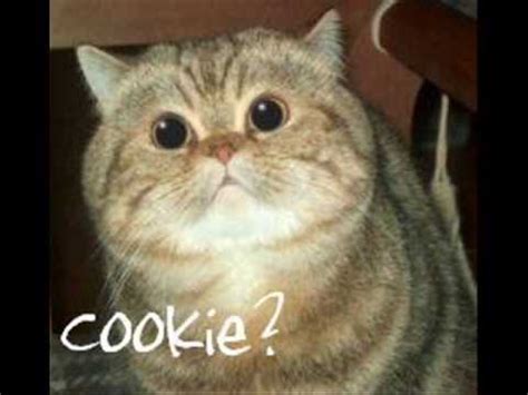 random funny cats 2 the return - YouTube See more of clean random memes on facebook.