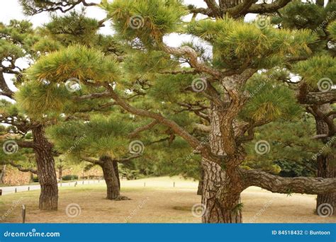 Japanese Pine Trees In The Garden Stock Photo Image Of Shape
