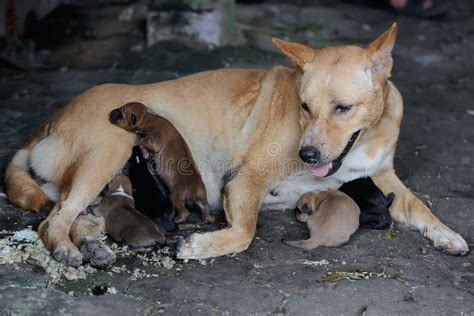 A Mother Dog Is Nursing Her Five Newborn Puppies Stock Photo Image