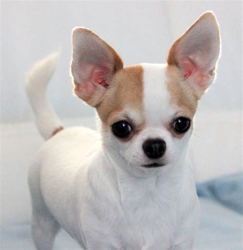 Excellent Chihuahua Head Chihuahua Puppies Chihuahua Cute Chihuahua