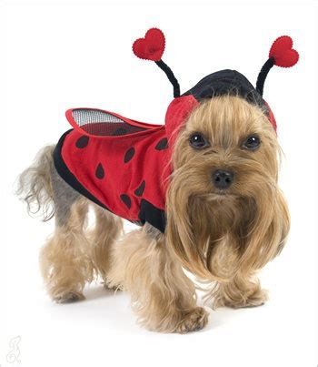 Bumble bees often nest in the ground, but can be found above ground around patio areas or decks. Bug Costumes for your Pets | Atlanta Pest Control