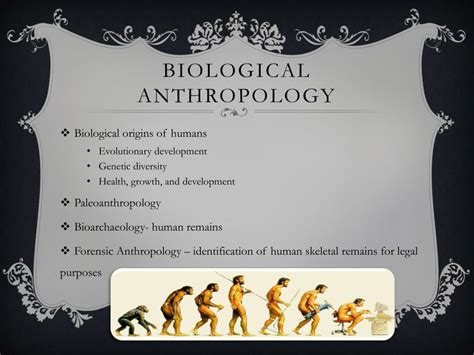 Ppt Four Fields Of Anthropology Powerpoint Presentation Free