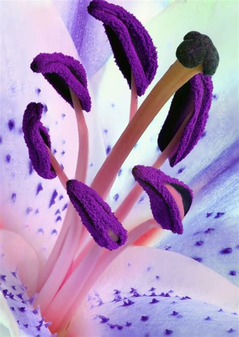 Free Images Nature Blossom Stem Leaf Flower Purple Petal Bloom