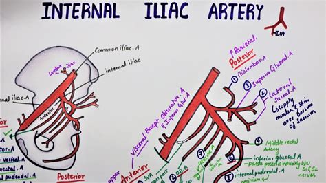 Internal Iliac Artery Hypogastric Artery Youtube