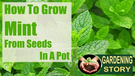 How To Grow Mint From Seeds In A Pot Diy Guide To Growing Mint From