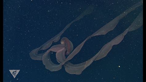 Stygiomedusa Giant Deep Sea Jellyfish Largest Jellyfish