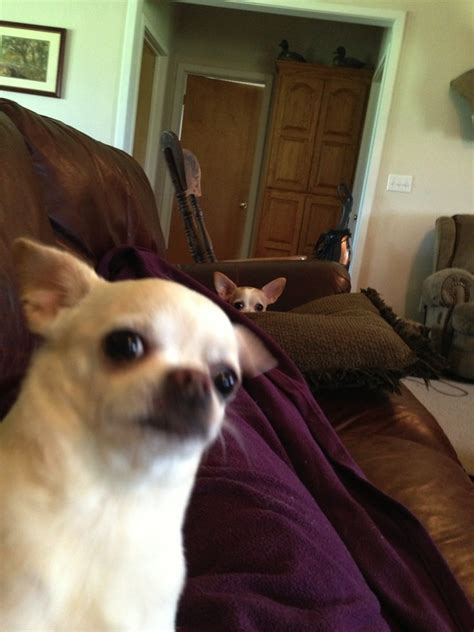 10 More Best Dog Photobombs Of All Time