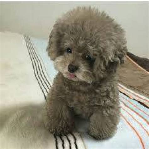 healthy sweets adorable toy Poodle Puppies For adoption for good home