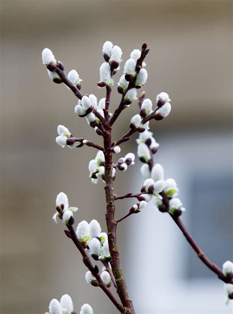 Spring Buds On Tree Free Stock Photo Public Domain Pictures