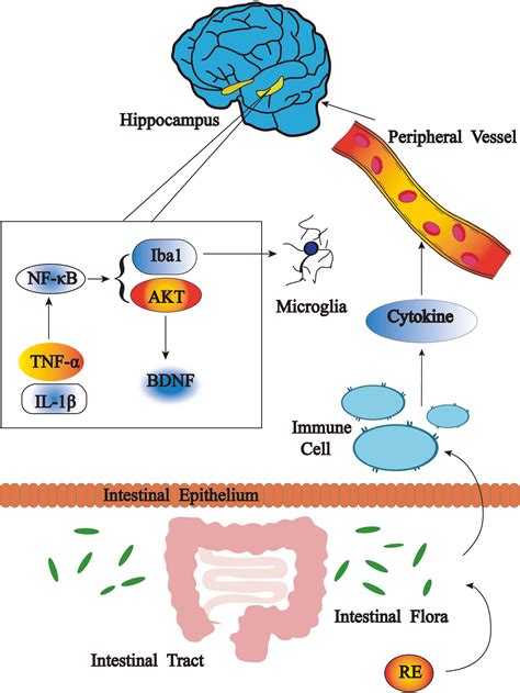 Frontiers Antidepressant Effects Of Rosemary Extracts Associate With