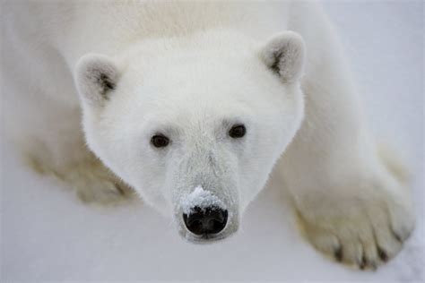 Polar Bears Skating On Thin Arctic Ice Study