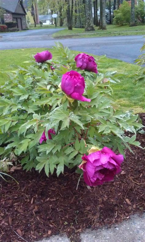 Tree peonies ('paeonia suffruticosa' and 'paeonia rockii') are hardy, medium sized, deciduous shrubs. Tree peonies...beautiful and worth the wait! | Tree peony ...