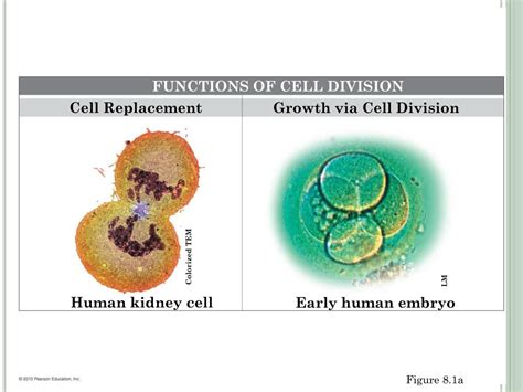 Ppt Chapter 8 Cellular Reproduction Cells From Cells Powerpoint