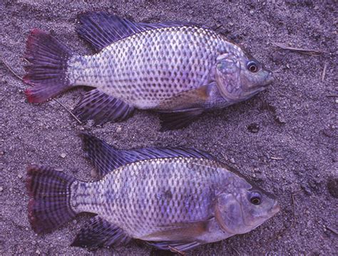 Successful Production Of Nile And Blue Tilapia Fry Responsible