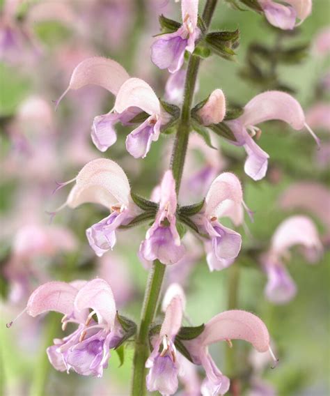 Salvia Pratensis Andevelineand Herbaceous Perennialrhs Gardening