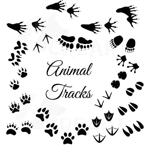 Animal Tracks Woodland Animals Footprints Clipart Pack