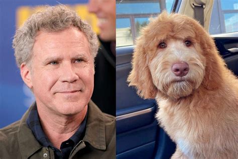 Layla The Goldendoodle Goes Viral For Her Uncanny Resemblance To Will Ferrell