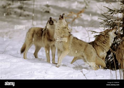 European Grey Wolves Howling In Winter Canis Lupus Captive