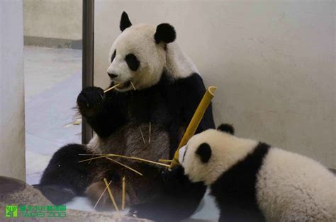 Yuan Zai In Taipei Zoo Panda Panda Bear Bear