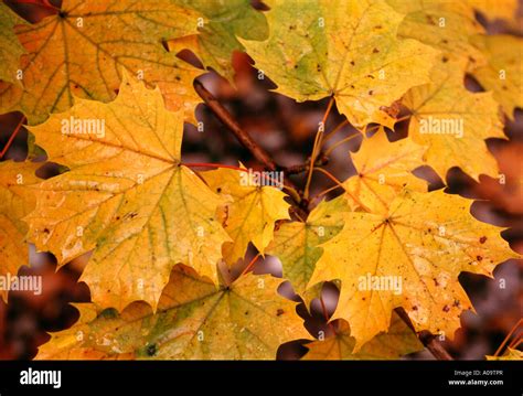 Herbstlaub Blaetter Am Boden Autumn Foliage Leaves On The Ground Stock