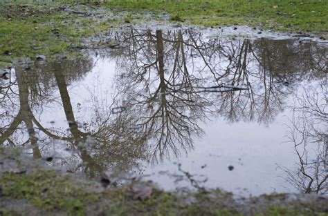 Water Reflections Of Trees On Puddle Stock Photo