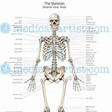 Skeleton Poster Medical Images