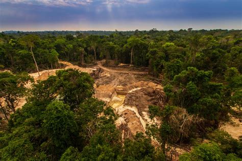 Amazon Rainforest Could Become A Savanna Due To Deforestation Fires