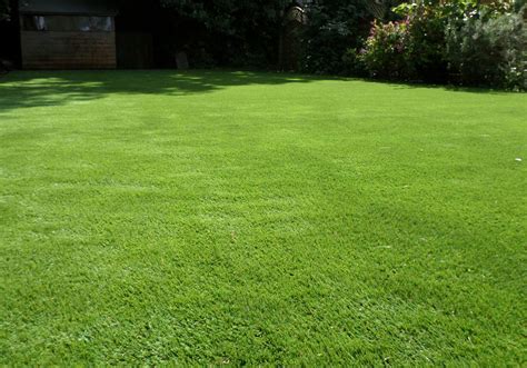 Check spelling or type a new query. Perfect Grass Ltd | Back Gardens - Perfect Grass Ltd