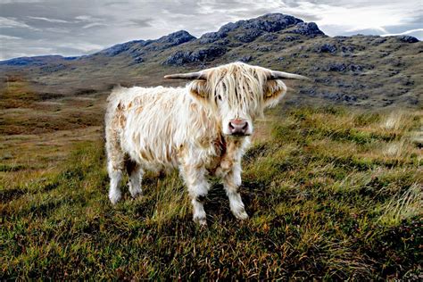 Blonde Highland Cow Highland Cow Highland Cattle Isle Of Skye