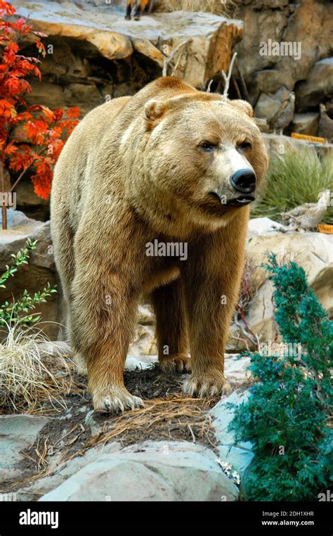 Grizzly Bear North American Brown Bear Stock Photo Alamy