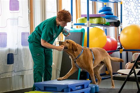 What Is Canine Rehabilitation